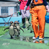 ペンギンたちの行進