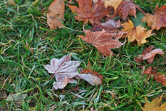 凍りつく落ち葉