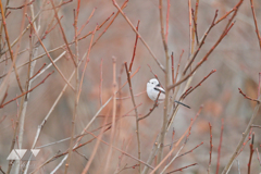 冬枝に止まっていたシマエナガ
