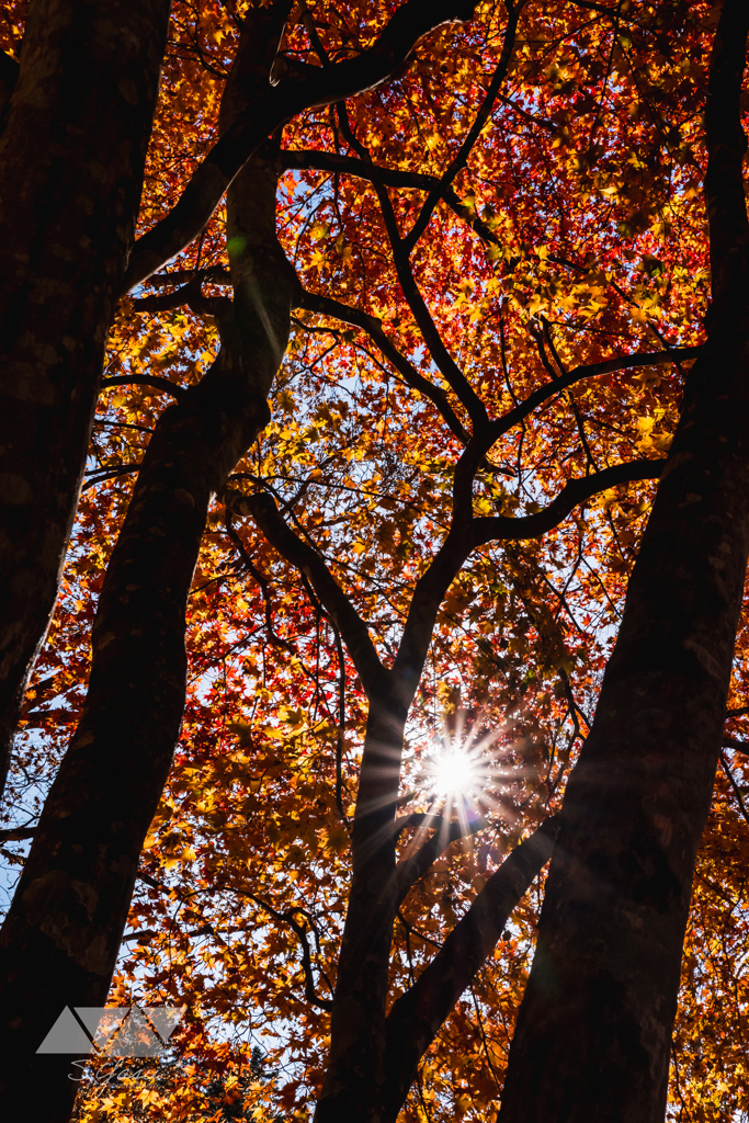 秋の木漏れ日