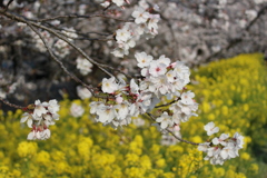 菜の花と桜2025-004