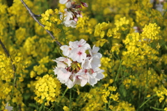 菜の花と桜2025-003