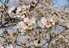 桜2025-002