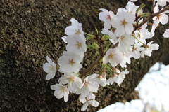 桜2025−001