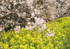 桜と菜の花2025-005
