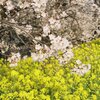 桜と菜の花2025-005