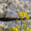 菜の花と桜2025-005