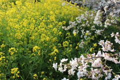 菜の花と桜2025-001