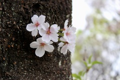 桜1