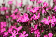 花1