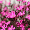 花1
