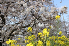 菜の花と桜2025-002