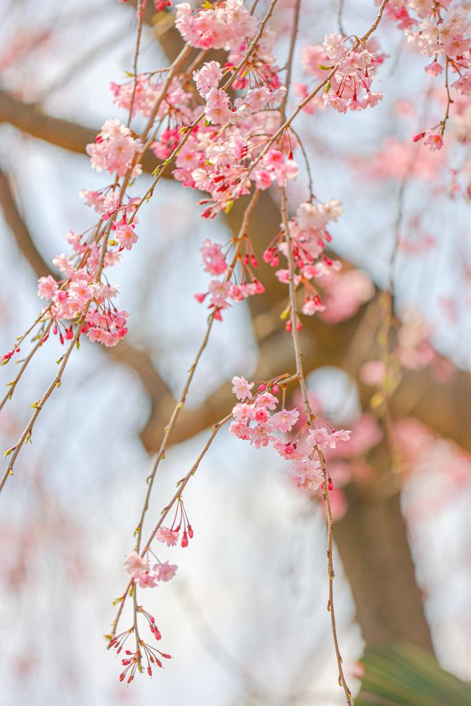 校庭の桜