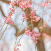 校庭の桜