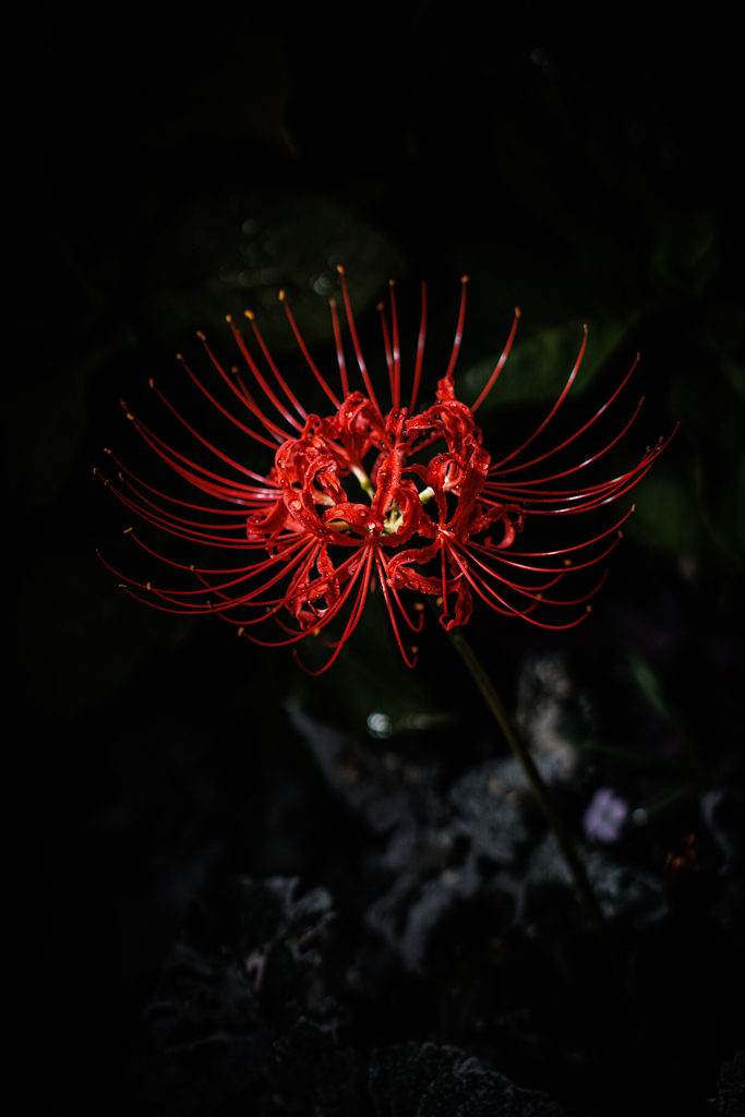 彼岸花
