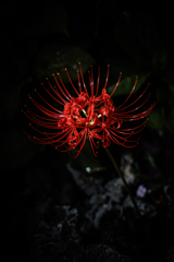 彼岸花