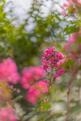 百日紅と蜂