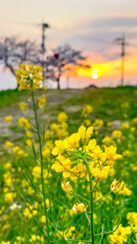 夕陽