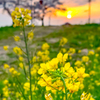 夕陽