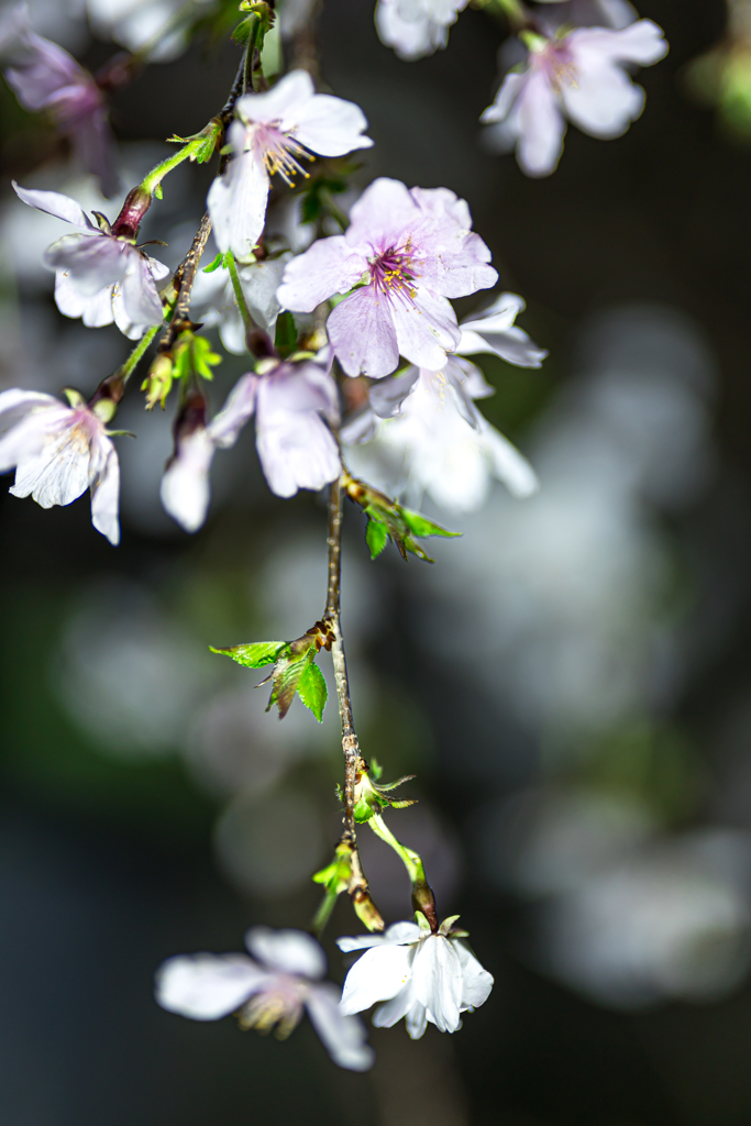 枝垂れ桜