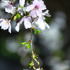 枝垂れ桜