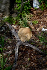 春の木漏れ日ふかふか絨毯爆睡猫