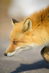 Red Fox