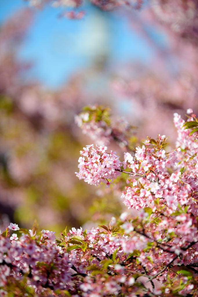 SAKURA MANKAI