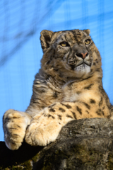 ユキヒョウだひょう