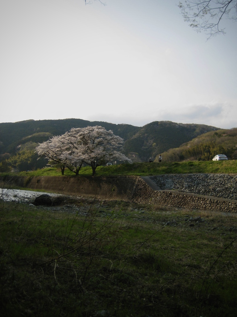小川と桜