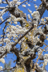 於大公園　梅まつり