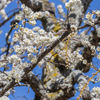 於大公園　梅まつり