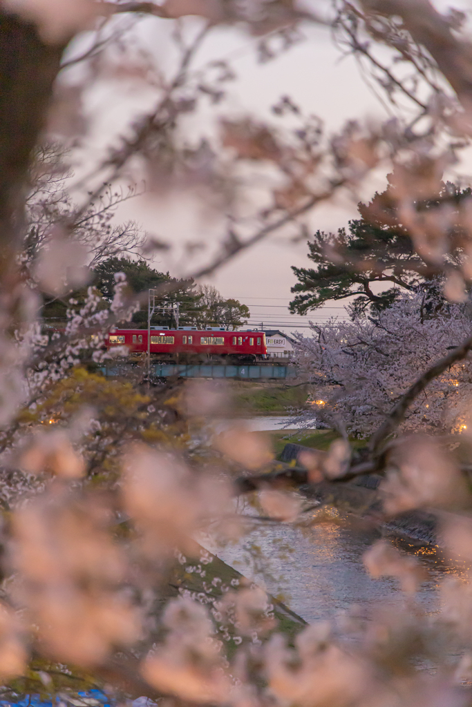 岡崎城公園さくら祭り