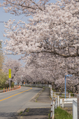 鍋田川提桜並木