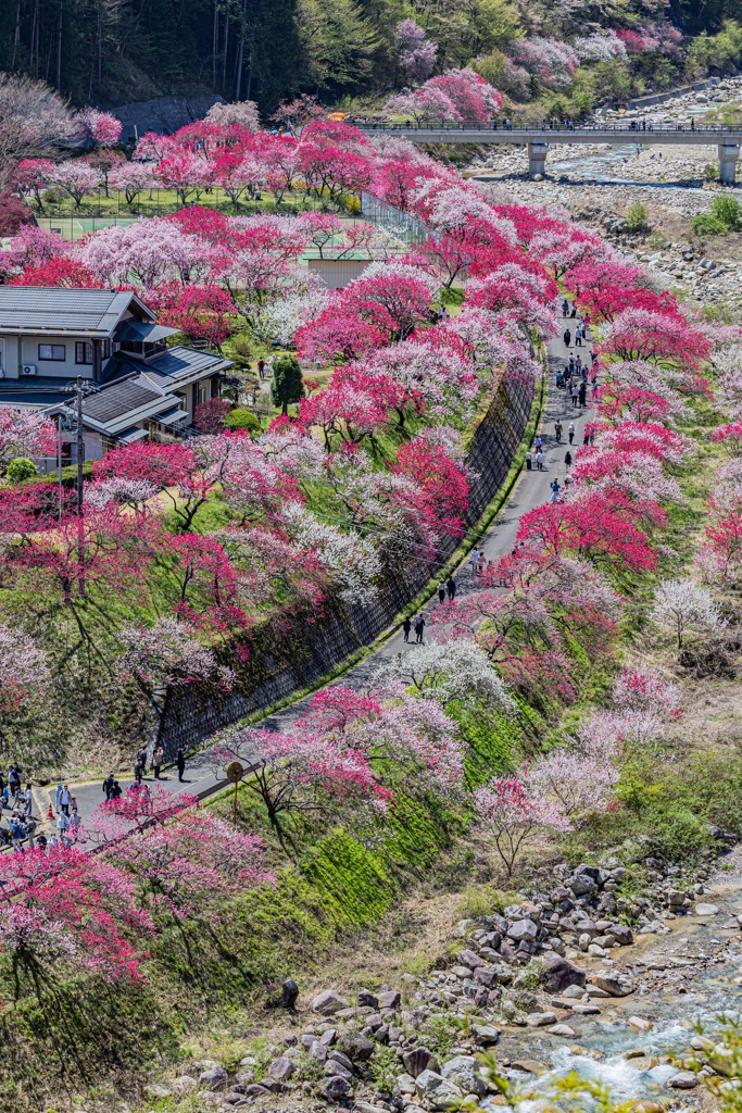 花桃の里