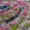花桃の里