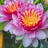 メダカ鉢の睡蓮