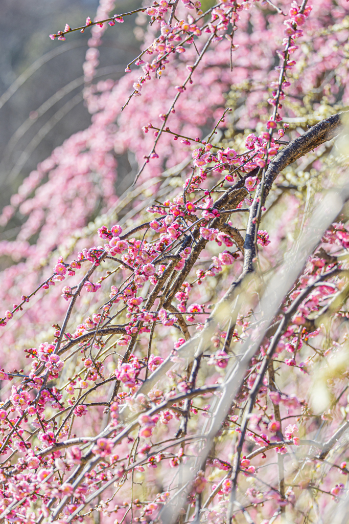 於大公園　梅まつり