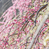 於大公園　梅まつり