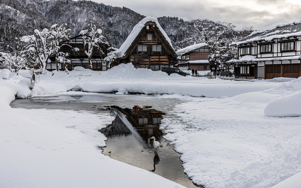合掌造りリフレクションとサギ