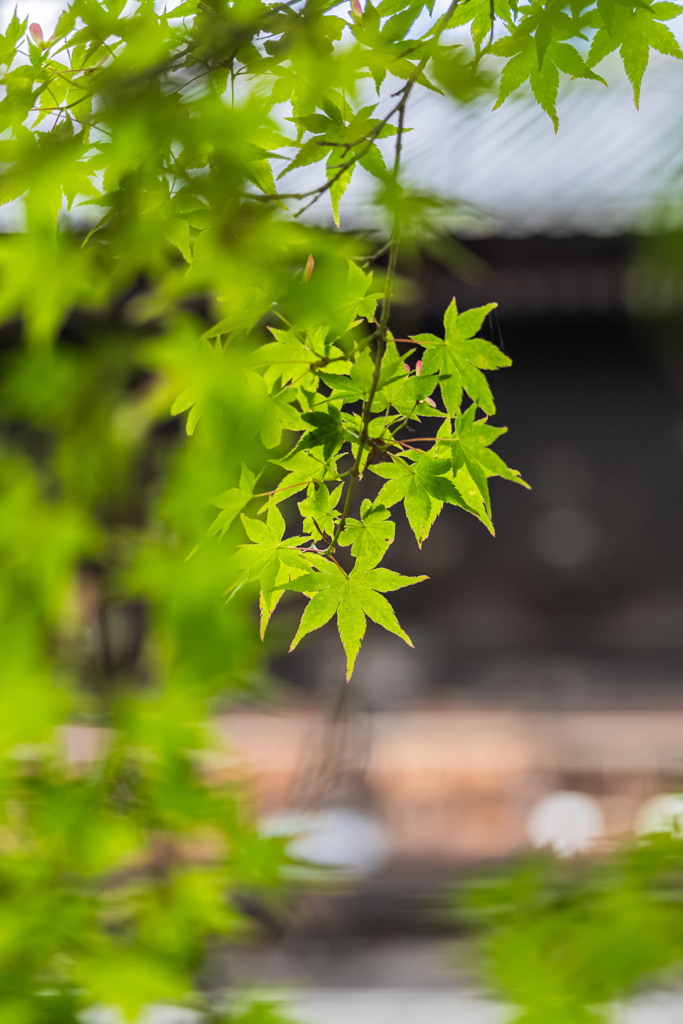 南禅寺　三門