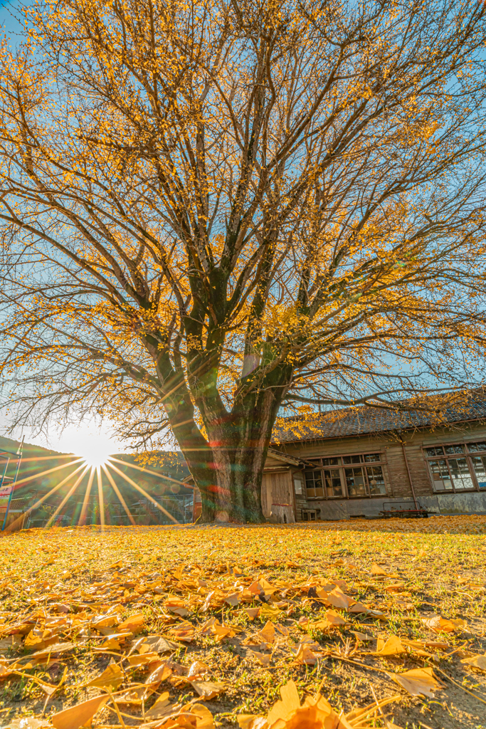 河内の大銀杏-1