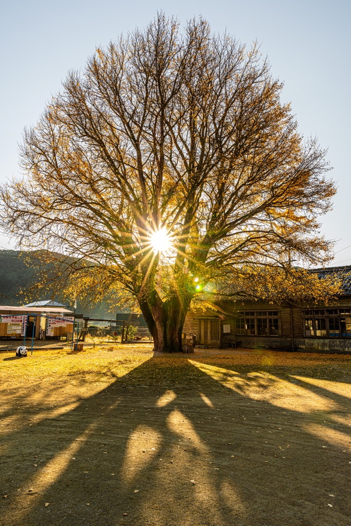 河内の大銀杏-2