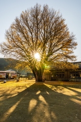 河内の大銀杏-2