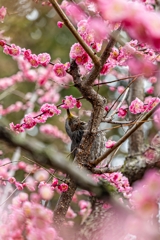城南宮「しだれ梅と椿まつり」