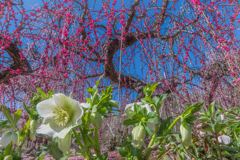 クリマスローズと枝垂桜