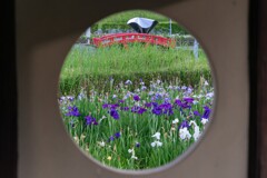 花しょうぶ