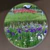 花しょうぶ
