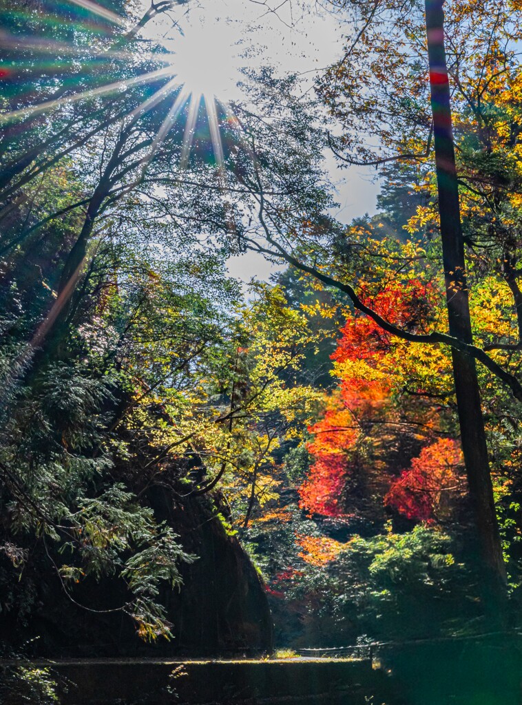 木漏れ日に照らされる紅葉