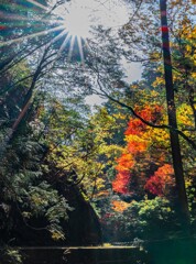 木漏れ日に照らされる紅葉